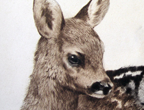 Zeichnungen: Tiere