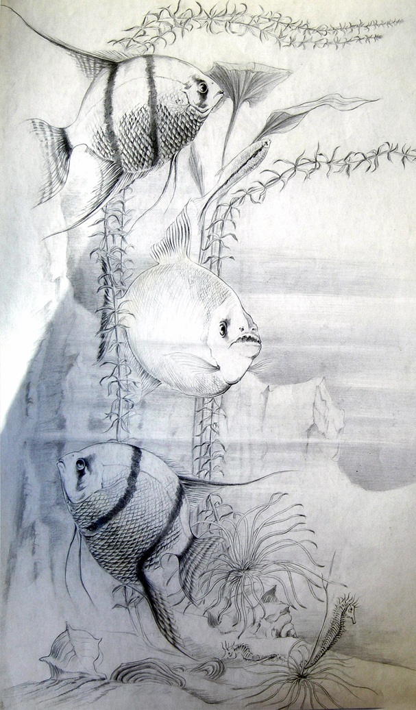 Aquarium Zeichnung Fische